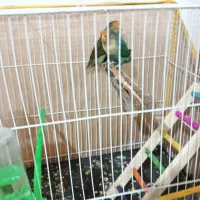 کوتوله سالم ونر