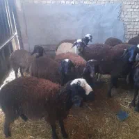 ۲۵بره،ماده،ونرفروشی|حیوانات مزرعه|دشتابی, |دیوار