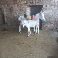 الاغ مناسب گله همراه با کره نر|حیوانات مزرعه|سردرود, |دیوار