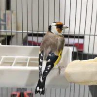 سهره سفید نر عالیی|پرنده|قدس, شهرقدس|دیوار