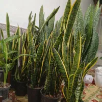 گلهای زیبا و شاداب