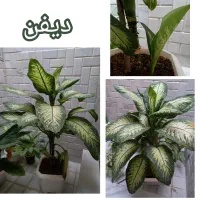 فروش تعدادی گل و گیاه آپارتمانی