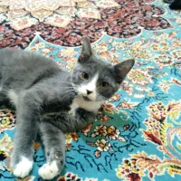 واگذاری بچه گربه|گربه|سروآباد, |دیوار