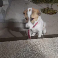 توله سگ ۶ماهه.جنسیت نر|سگ|بجنورد, |دیوار