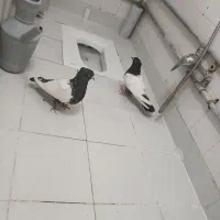 کفتر