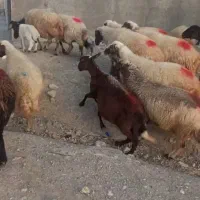 میش وبره