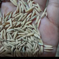 برنج طارم فجر محلی عطری امسالی وصدری دم سیاه اعلا|خوردنی و آشامیدنی|مشهد, رضاشهر|دیوار