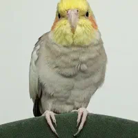 گمشده حوالی رشت دیانتی میدان کودک