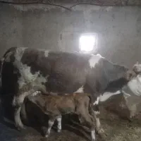 گاو سمینتال