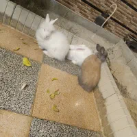 3 عدد خرگوش نر بالغ جوان