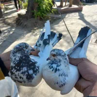 کله دمی سرجوزی|پرنده|بروجرد, |دیوار