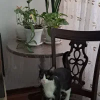 واگذاری گربه تاکسی دو