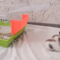 خرگوش مینی لوپ مینیاتوری