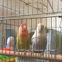 طوطی برزیلی|پرنده|سنقر, |دیوار