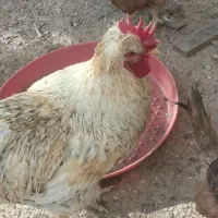 خروس جوان وکاکولی