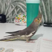 عروس هلندی کاملا دستی و رام