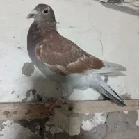 جوجه دوبر  مسافتی