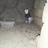 دمگیر سیاه پشت طوقی|پرنده|اصفهان, براآن شمالی|دیوار