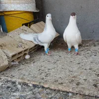 کبوتر رنگی|پرنده|شال, |دیوار