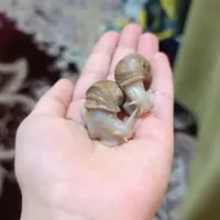 حلزون