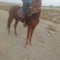 اسب مادیون