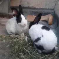 خرگوش زیبا ۲ عدد|موش و خرگوش|دزفول, |دیوار