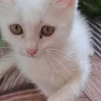 بچه گربه دو ماهه|گربه|اصفهان, شاهزید|دیوار