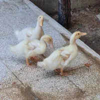 اردک