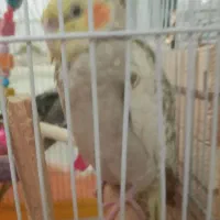 یک جفت عروس هلندی باسه جوجه ی ۴۵ روزه