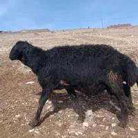 قوچ قره قزل|حیوانات مزرعه|ماهنشان, |دیوار