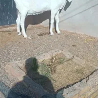 بزهای وارداتی پاکستانی اصیل چند قلو زا