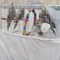 عروس هلندی بالغ یک جفت همراه  با یک جفت  جوجه|پرنده|سرشیو, |دیوار