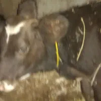 سه راس گوساله ی ۱۵۰ کیلویی چاق|حیوانات مزرعه|تیکمه داش, |دیوار