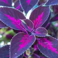 باغبون   نظافت نقاش ساختمان