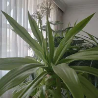 گلهای بزرگ و شاداب برا سالن های بزرگ