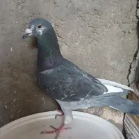 سبز تپرسفیدپلاکی نر