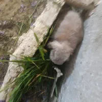 خرگوش لپی و معمولی برای فروش|موش و خرگوش|سلامی, |دیوار