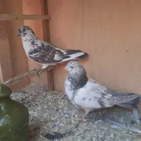 کبوتر|پرنده|رودهن, |دیوار