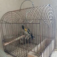 سهره کرمونی ماده