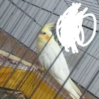 طوطی عروس گمشده