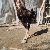 خروس افغان|حیوانات مزرعه|کهنوج, |دیوار