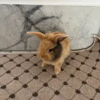 خرگوش لوپ سه عدد|موش و خرگوش|بابل, |دیوار