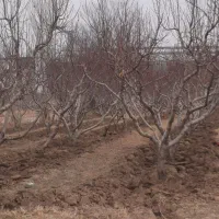 هرس کاری وبیل زنی و گل کاری و گیاه کاری|خدمات باغبانی و درختکاری|هشتگرد, قاسم آباد بزرگ|دیوار