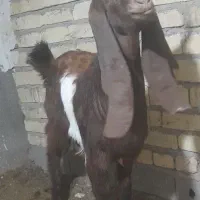 بزغاله ماده اصیل پاکستانی تخم سه قل