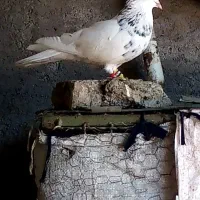 کبوتر طوقی