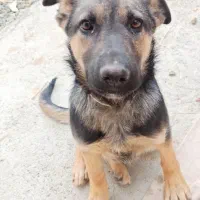 توله ژرمن سه ماهه|سگ|کرمانشاه, |دیوار