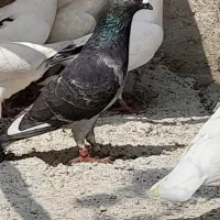 سلام کفتر فروشی