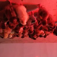 جوجه یک روزه