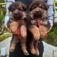 سگ ژرمن شپردشولاین موکلاسیک کینگ سایزشاهتوله(ماده)