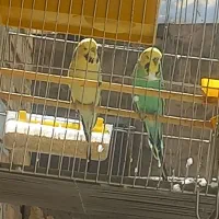 مرغ عشق